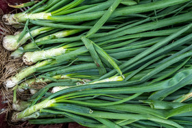 31 mai 2025 : AMAP du Champsaur - Distribution