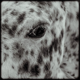 Portraits des animaux de la ferme