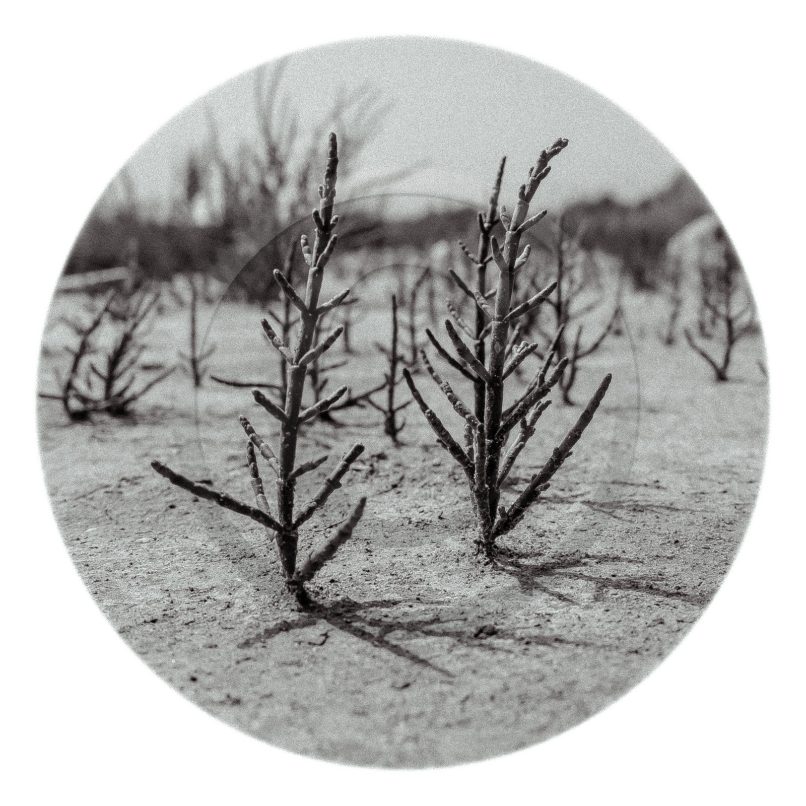 Les instants Camargue