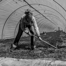 Montage de serres tunnel