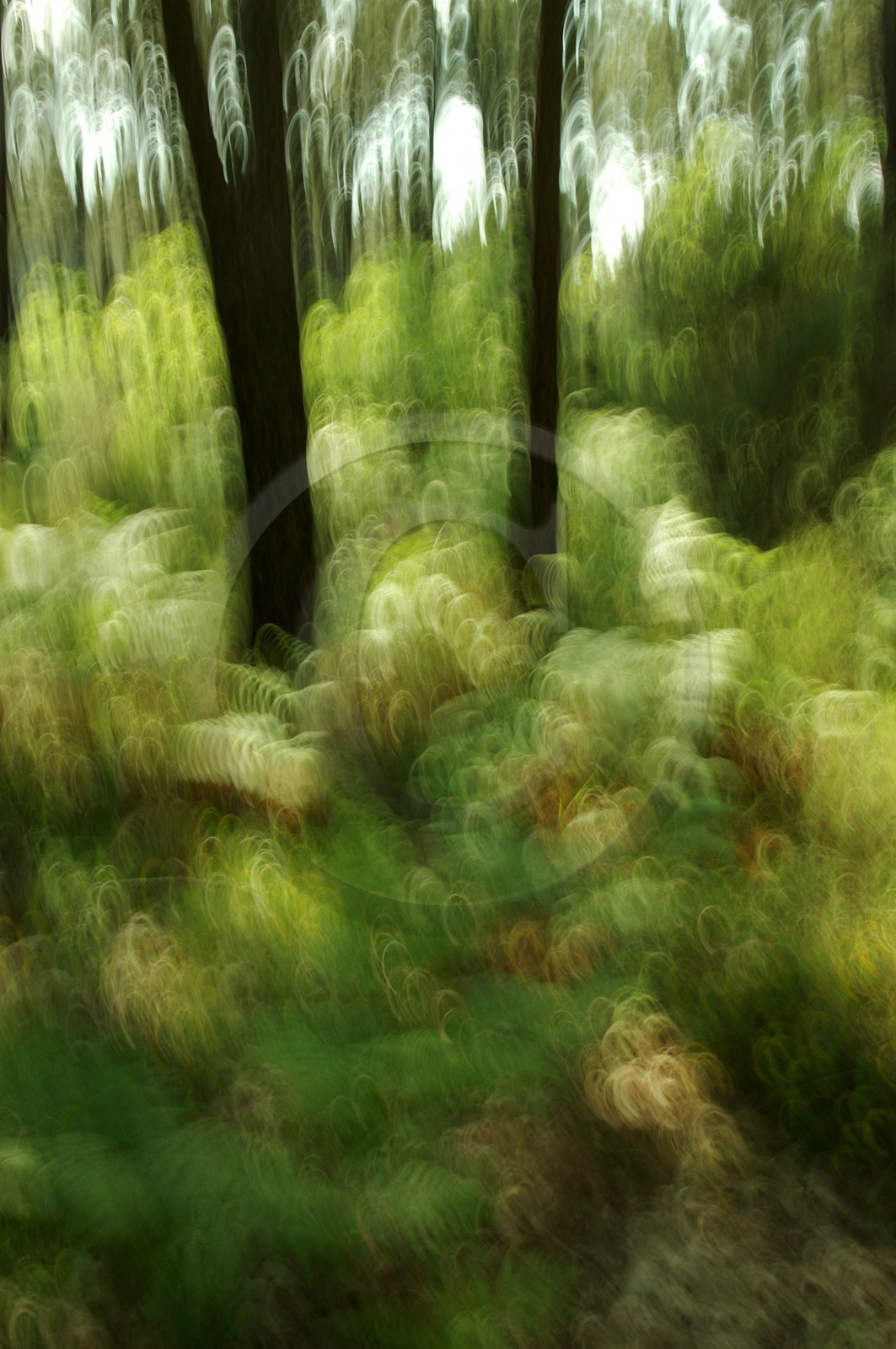 Le Pays des Arbres Flous