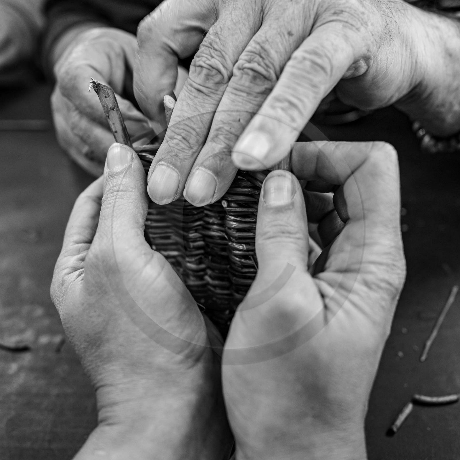 10 avril 2024 : Osier, laine et taille