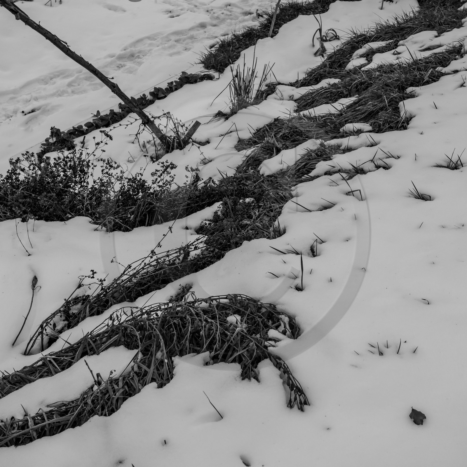 21 janvier 2021 : l'Ouort sous la neige