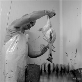 L'abattage des poulets