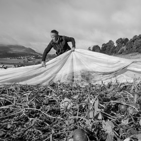 La récolte des courges