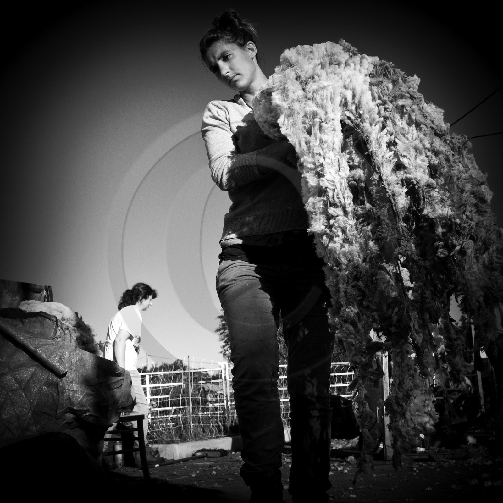 La tonte des moutons