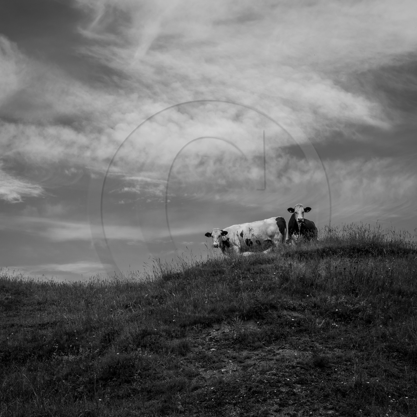 Les vaches au paturage