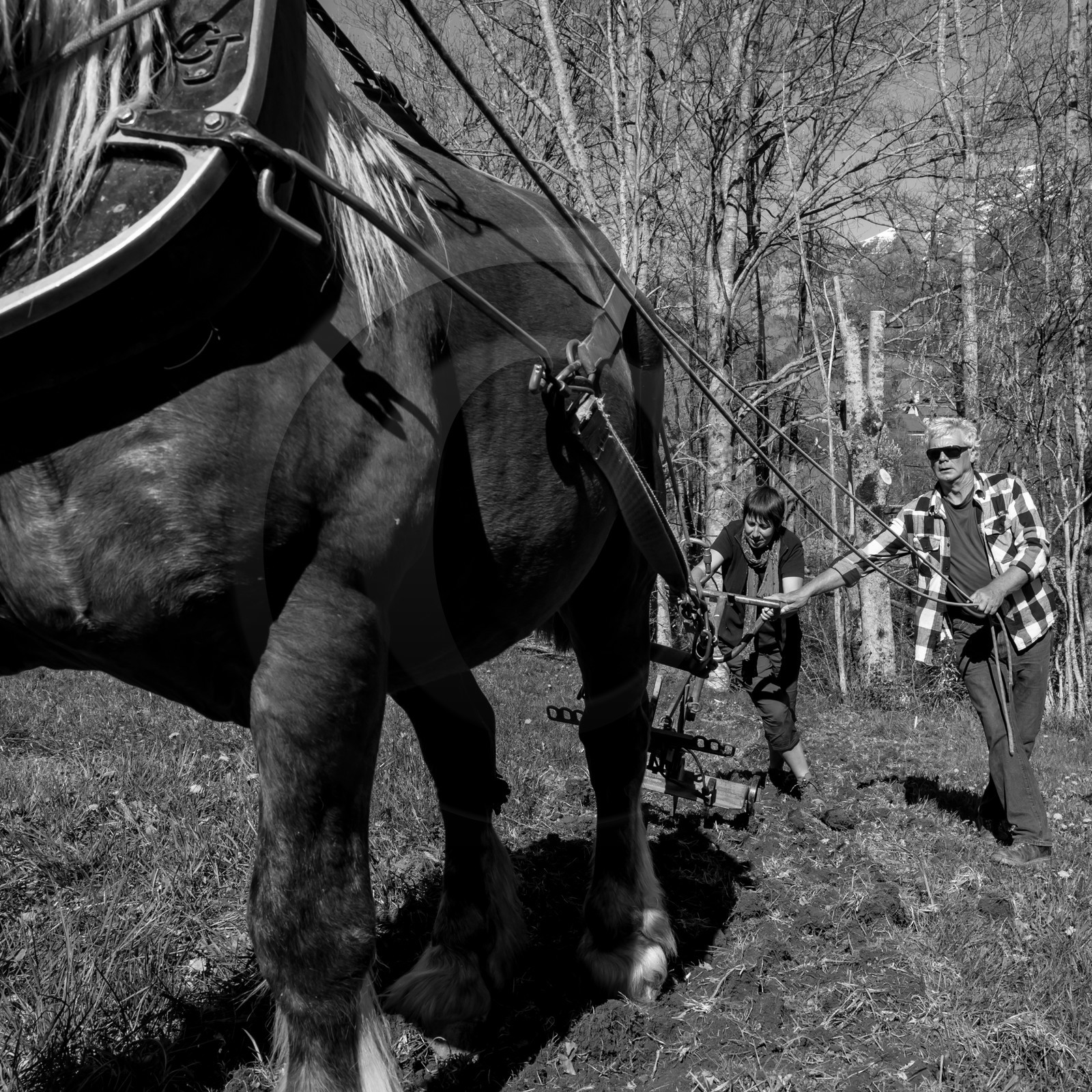 Labour avec un cheval - 17 04 17
