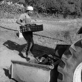 Stéphane Saint-Aubin, maraicher à Pelleautier