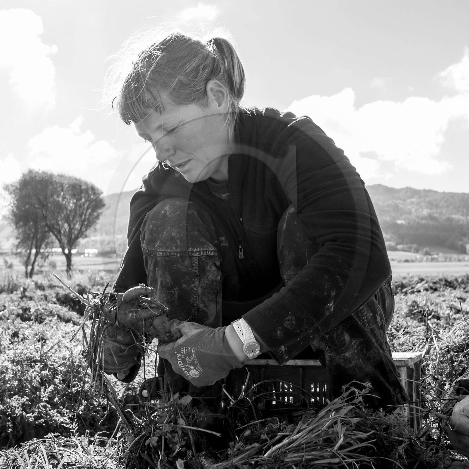 La récolte des carottes