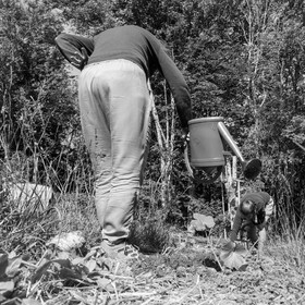 07 juin 2017 - Plantation - Haie - Réunion