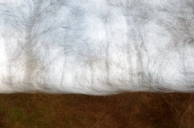 Le Pays des Arbres Flous