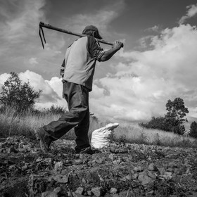 La récolte des pommes de terre