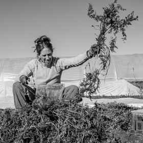 La récolte des carottes