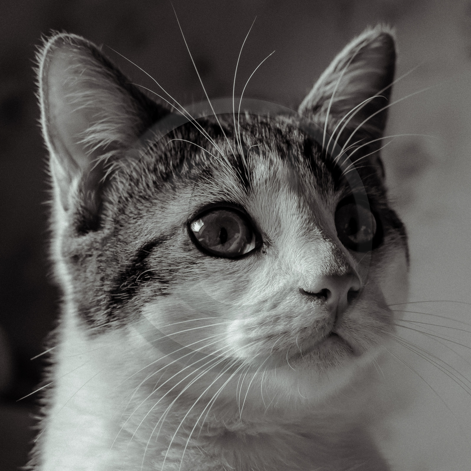 Portraits de Chats