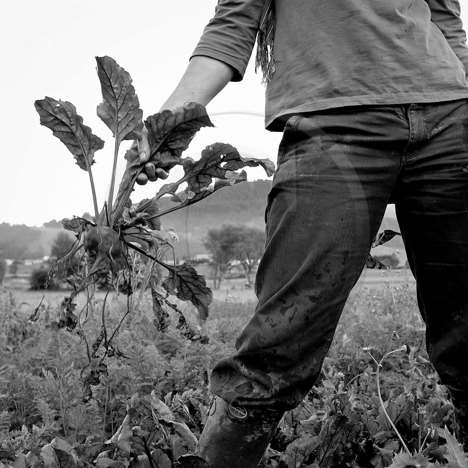 Sophie Jaussaud, maraichère à Ancelle