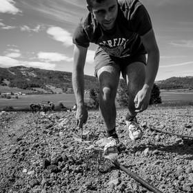 La plantation des courges