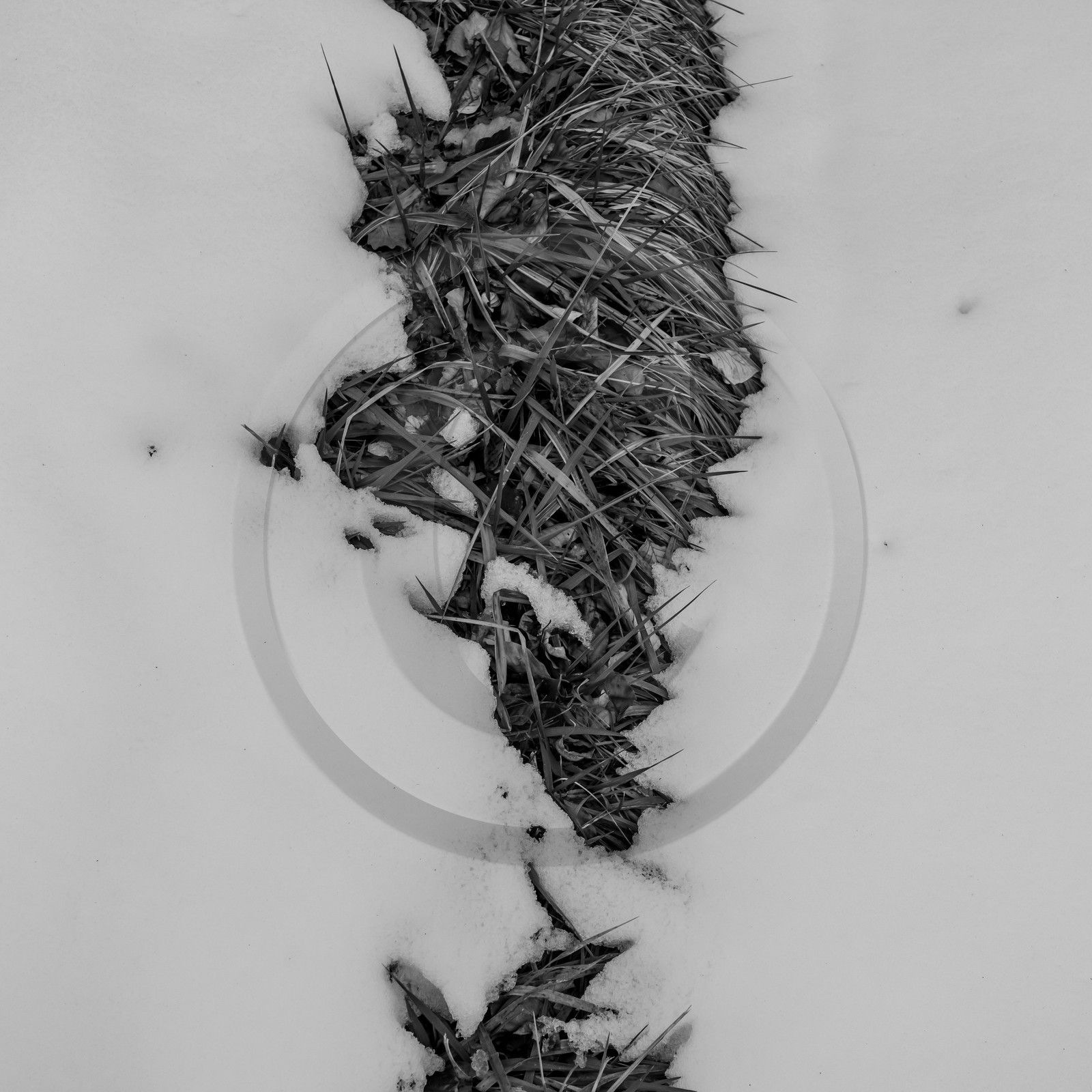 21 janvier 2021 : l'Ouort sous la neige