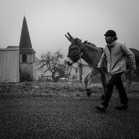 La transhumance des ânes