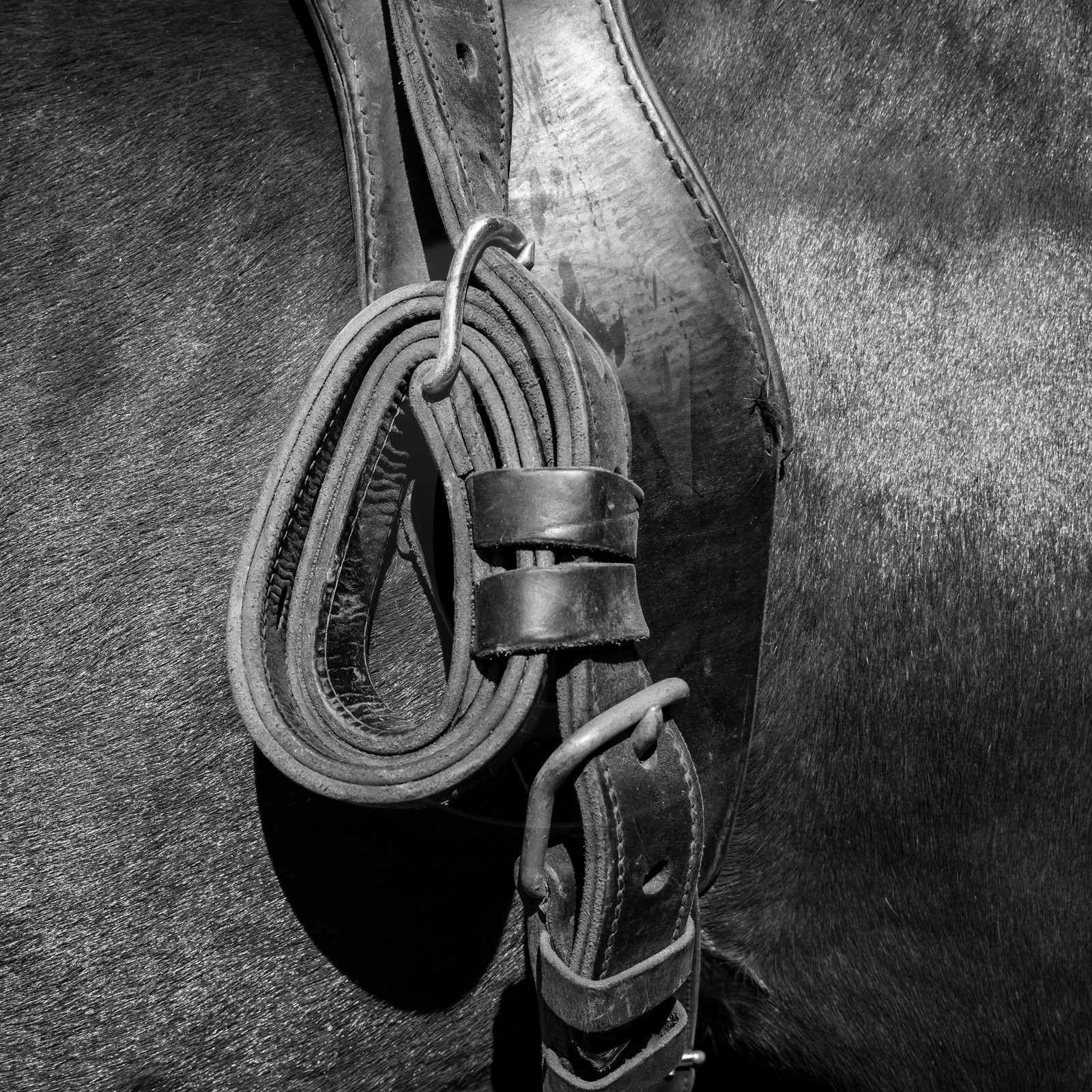 Labour avec un cheval