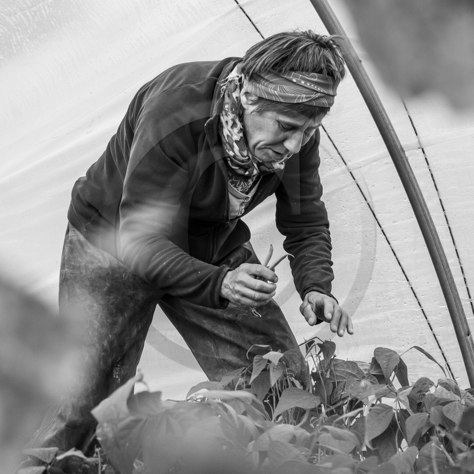 Maraichage biologique dans le Champsaur