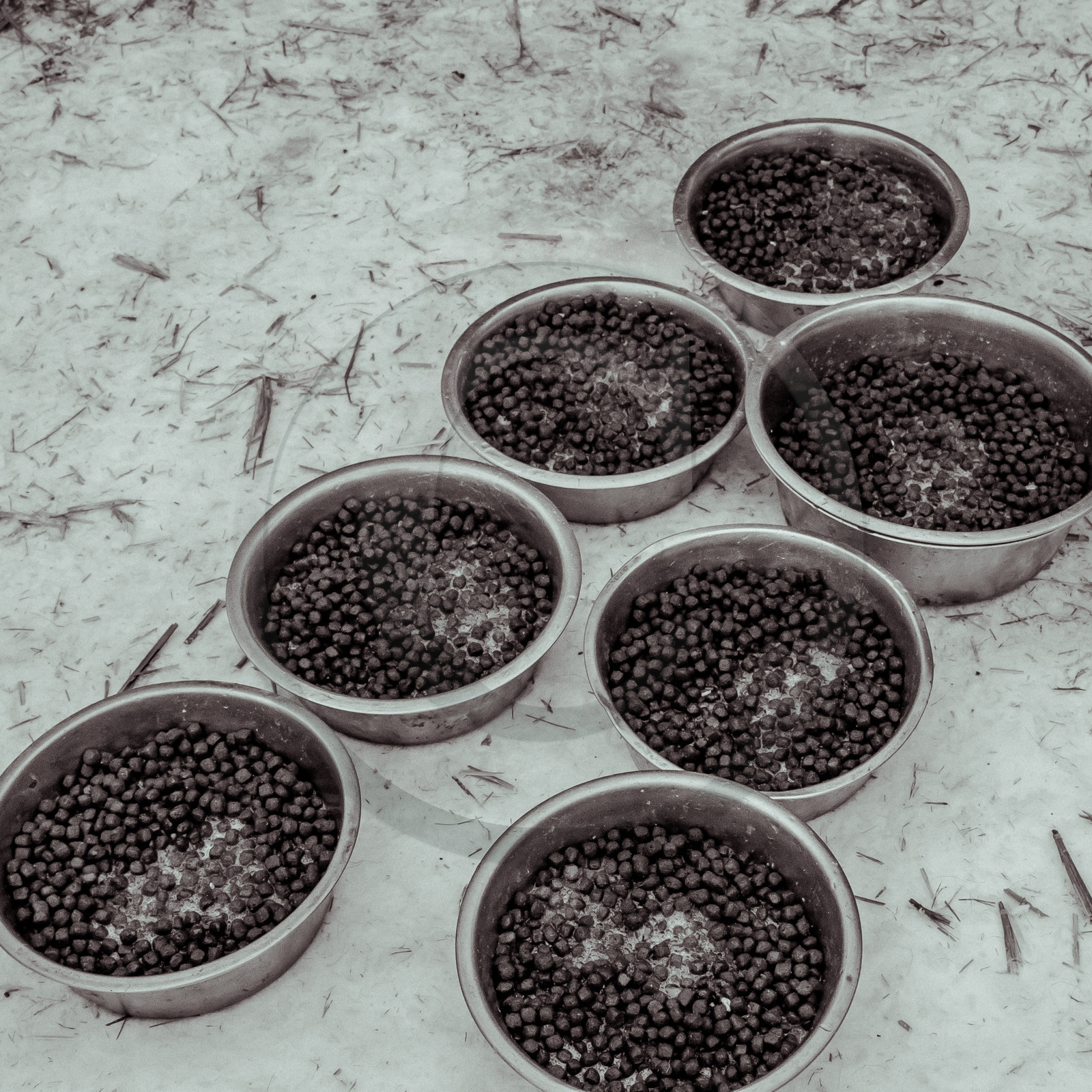 La Valgaude Traineau 2015