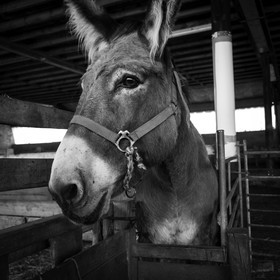 L'asinerie Le sentier des ânes