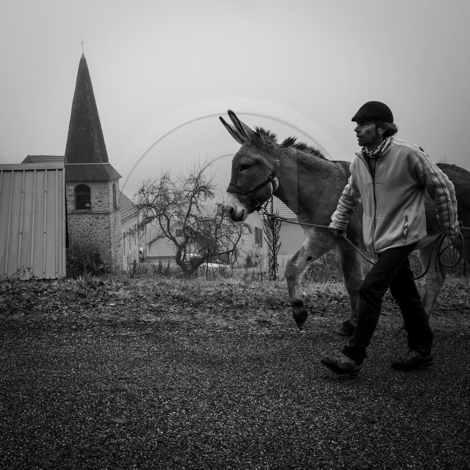 La transhumance des ânes