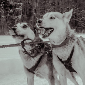 La Valgaude Traineau 2015