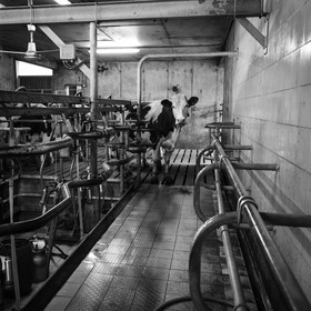 La traite des vaches