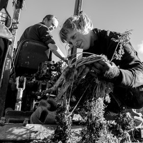 La récolte des carottes