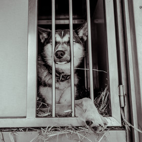 La Valgaude Traineau 2015