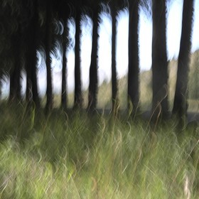 Le Pays des Arbres Flous