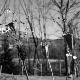 20 mars 2018 : une après-midi au jardin