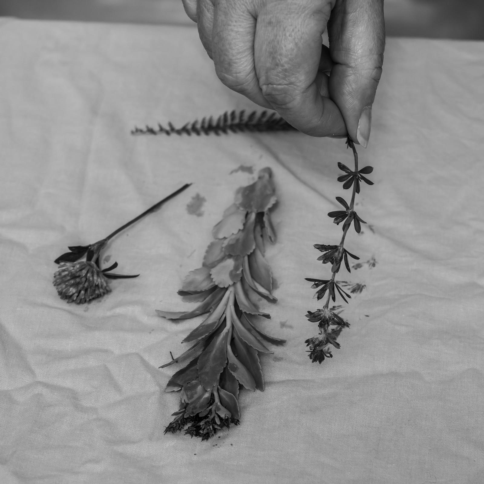 29 août 2025 : Journée des aidants