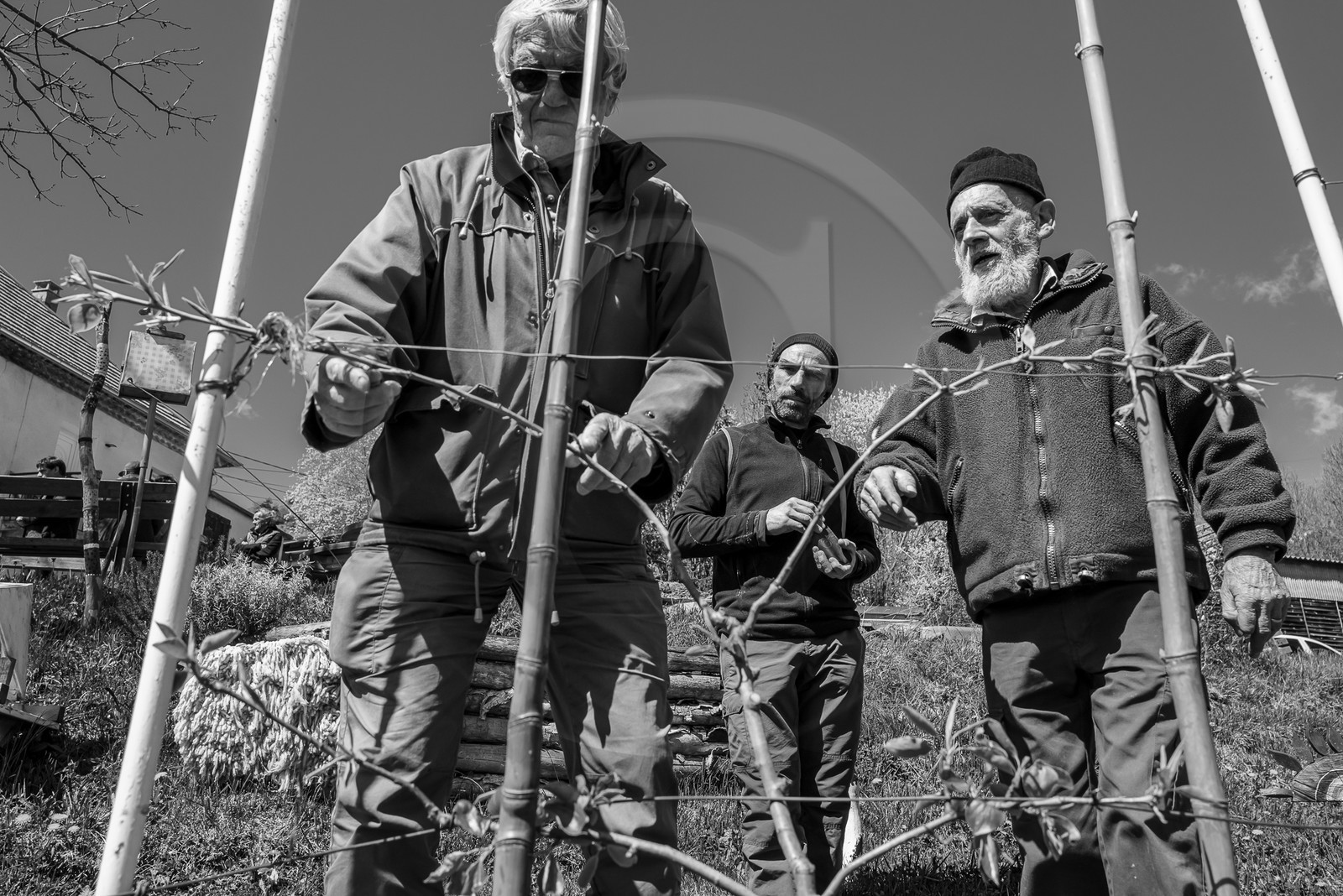 10 avril 2024 : Osier, laine et taille