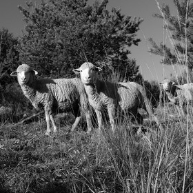 Des moutons et des parcs