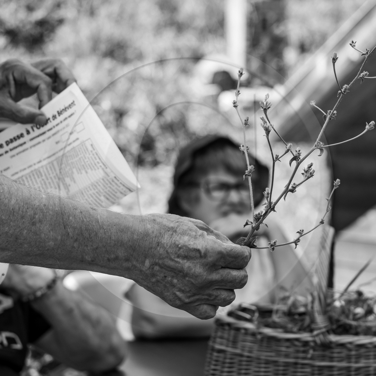 29 juin 2022 : Découverte des plantes sauvages