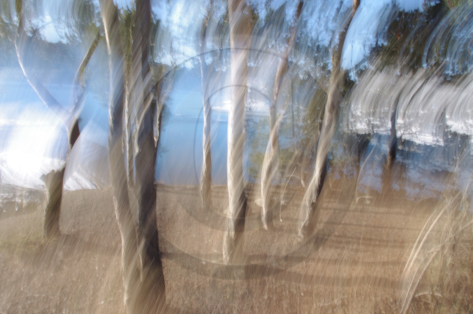 Le Pays des Arbres Flous