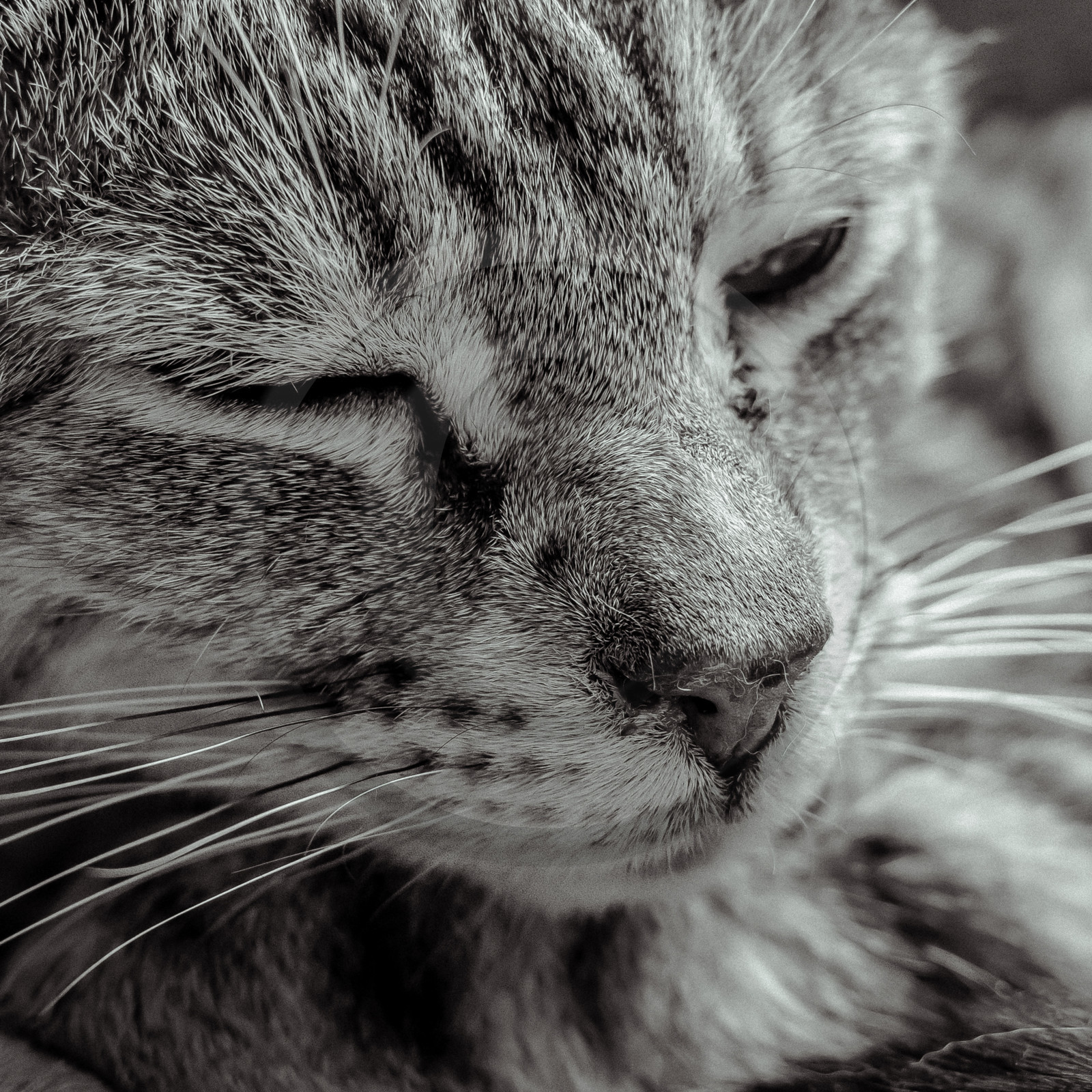 Portraits de Chats