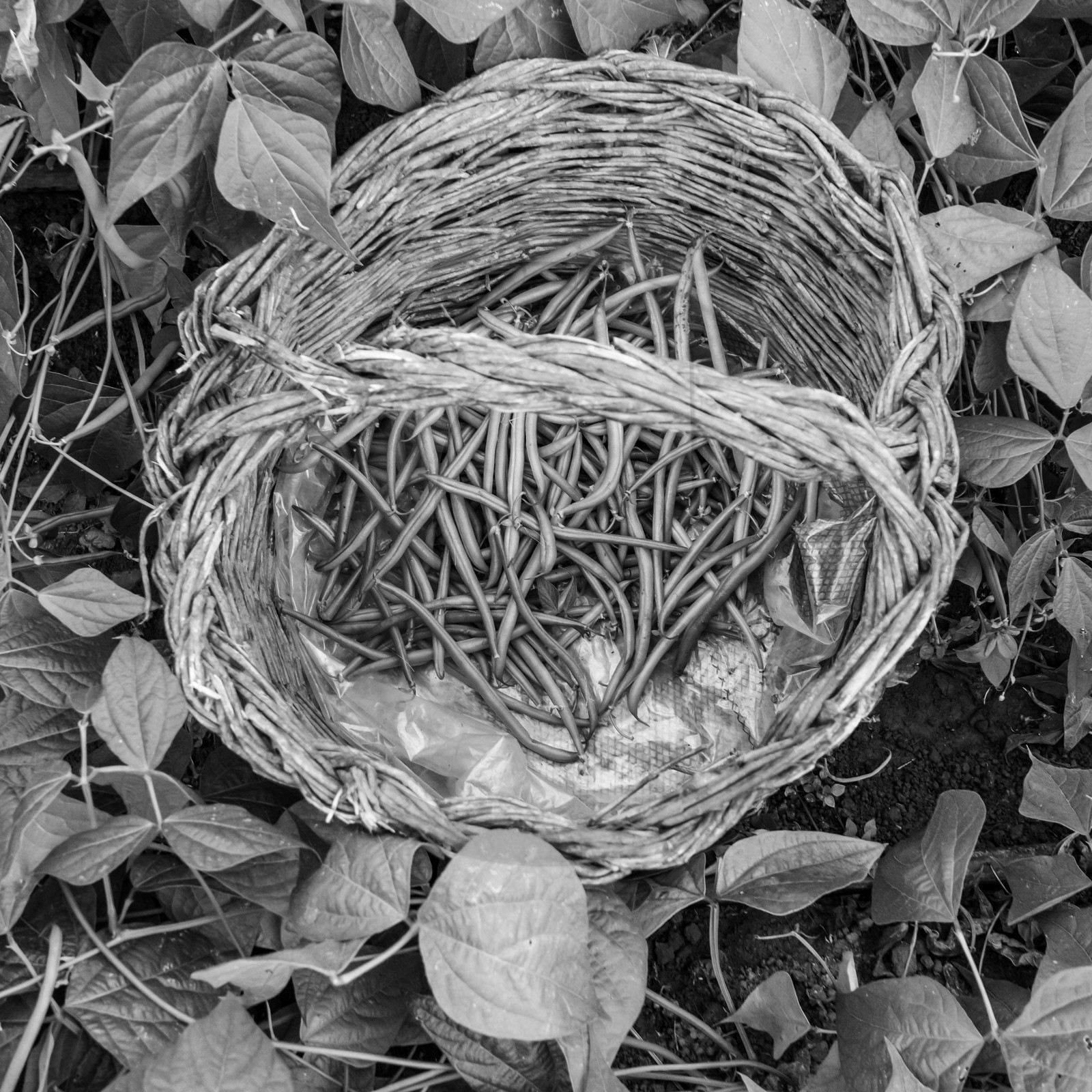 Maraichage biologique dans le Champsaur