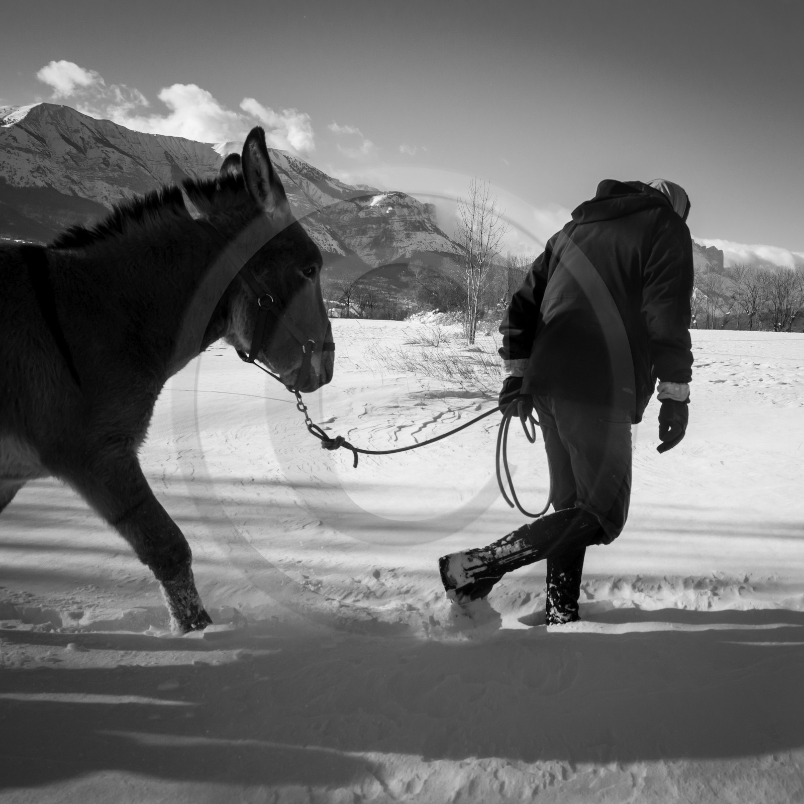 Les ânes dans la neige