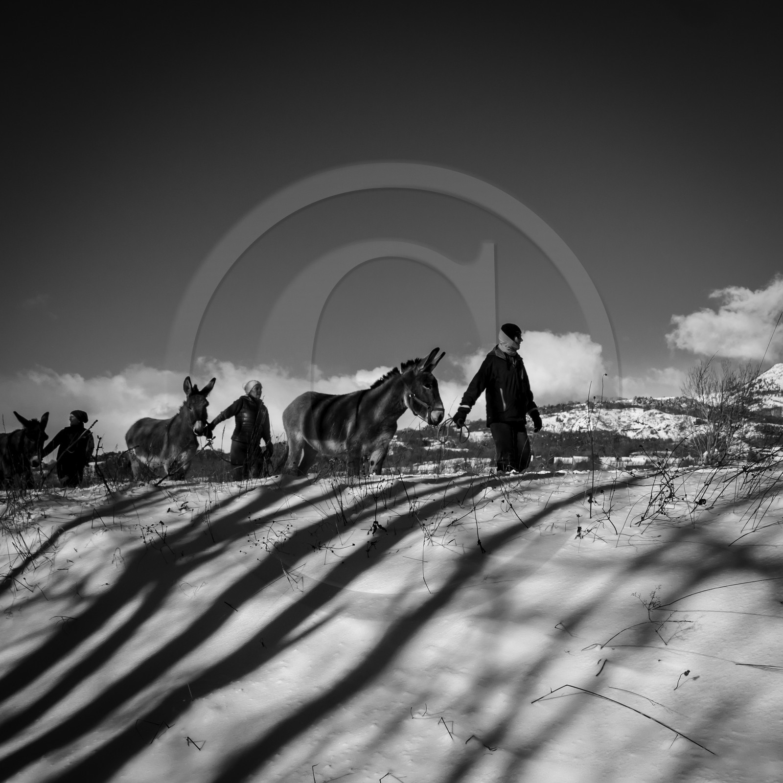 Les ânes dans la neige