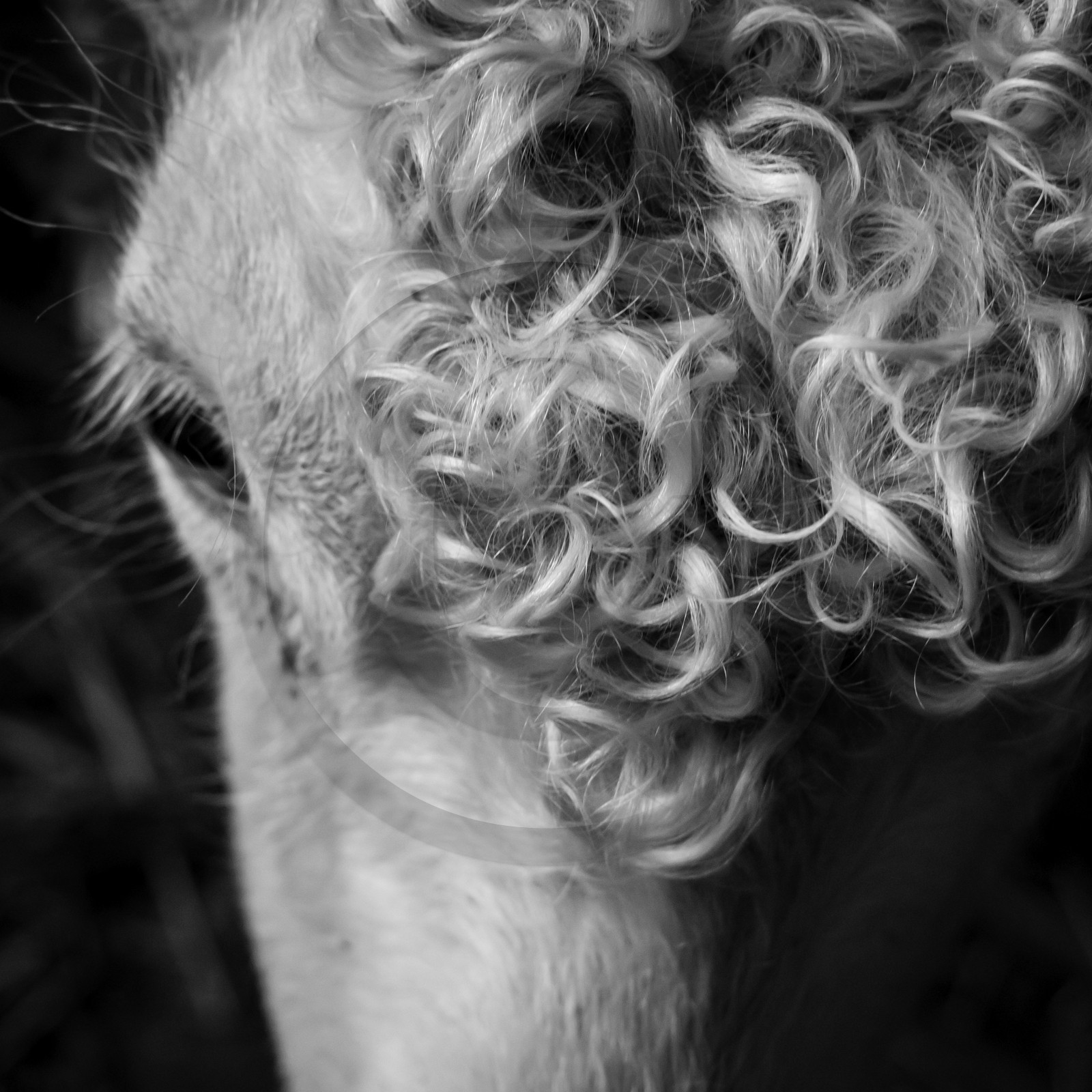 Le mohair arc en ciel