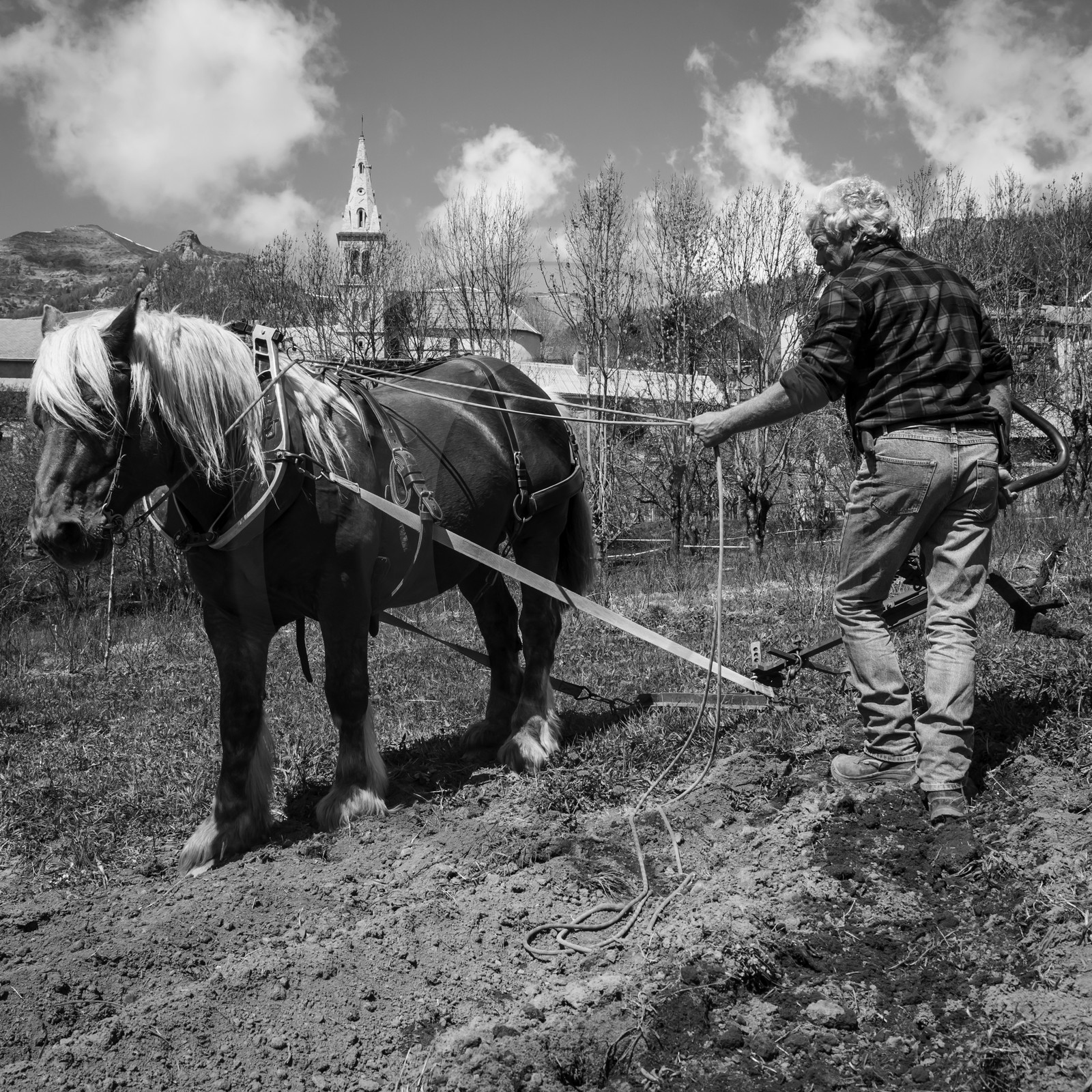 Labour avec un cheval