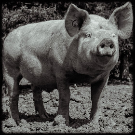 Portraits des animaux de la ferme