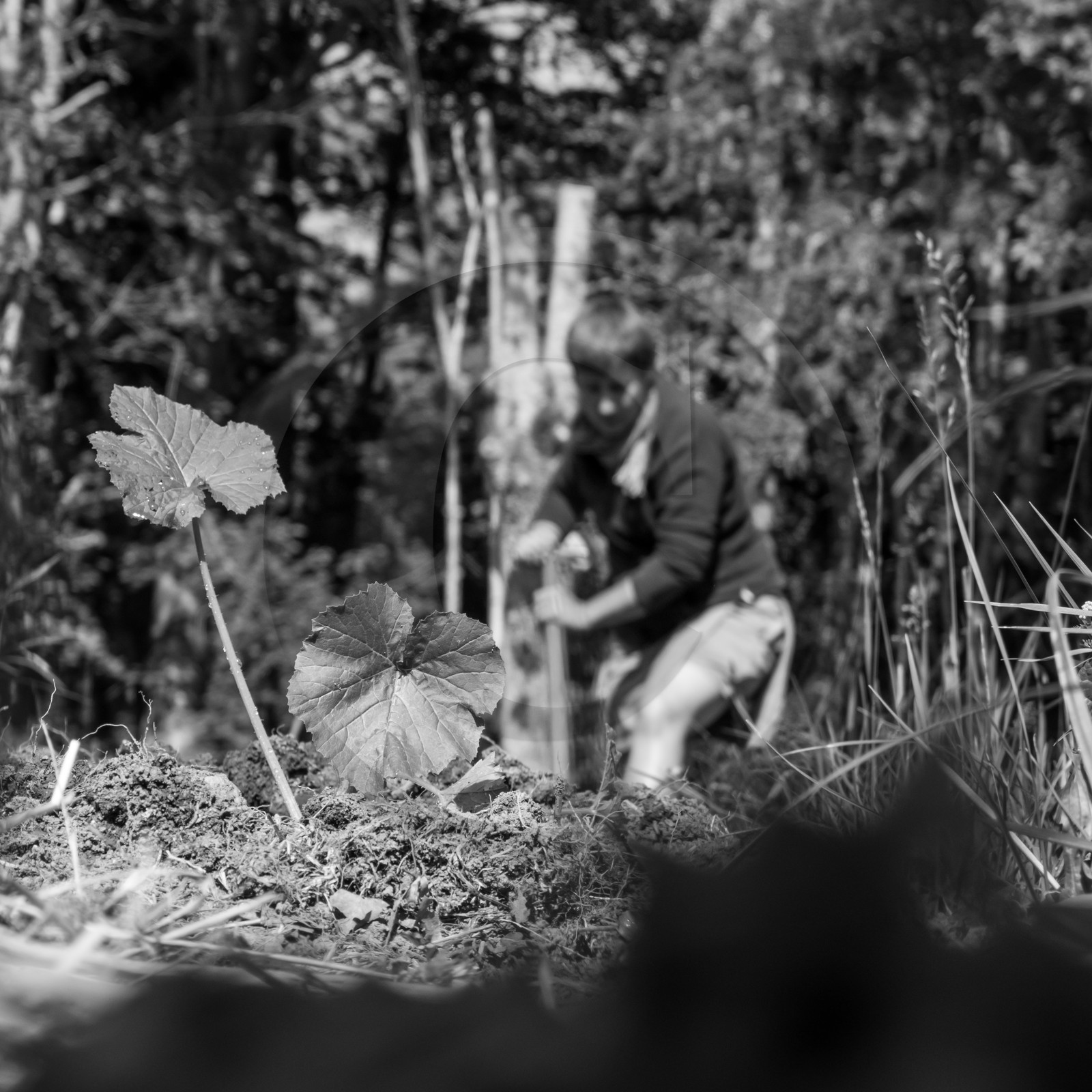 07 juin 2017 - Plantation - Haie - Réunion