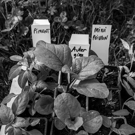 06 juin 2021 : Vide-Jardin et peinture végétale