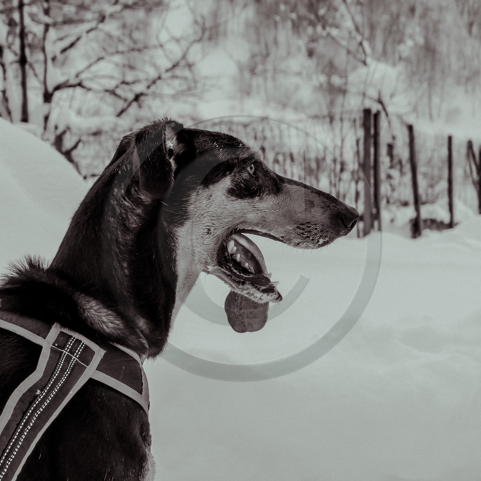 La Valgaude Traineau 2015