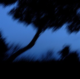 Le Pays des Arbres Flous